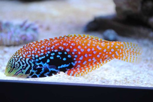 Macropharyngodon bipartitus (female)