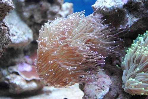 Euphyllia glabrescens (green)