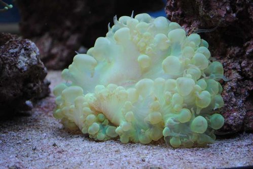 Plerogyra sinuosa (green)