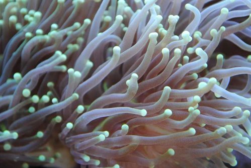 Makrobillede af Euphyllia glabrescens (Torch) (neongul/grøn)