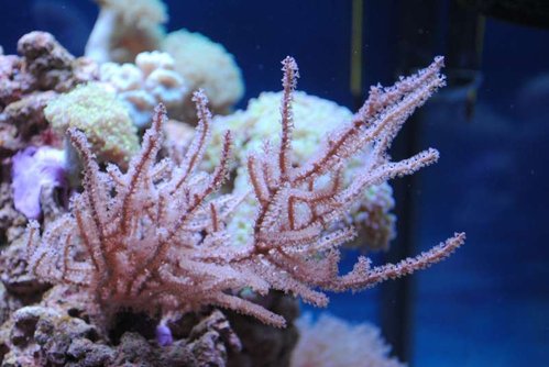 Eunicea succinea