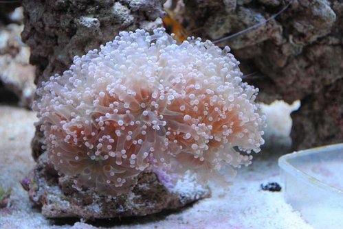 Euphyllia paradivisa (lilla)