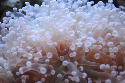 Makrobillede af Euphyllia paradivisa (lilla)