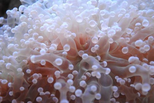 Makrobillede af Euphyllia paradivisa (lilla)