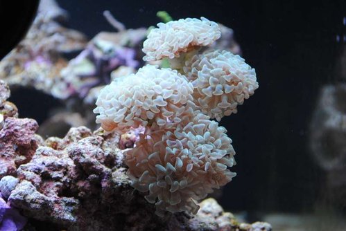 Euphyllia paraancora (grøn)