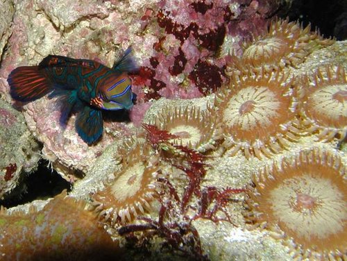 anemoner.jpg