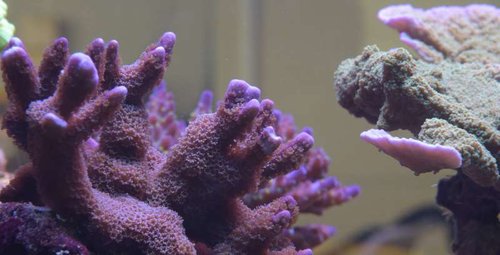 Lilla montipora. arcopora lilla-blå spidser i baggrunden.JPG