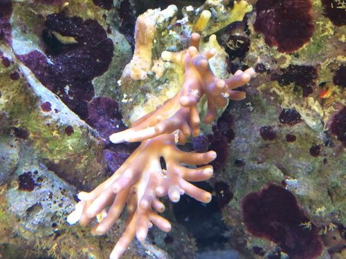 image.jpeg (67.63 KiB) Vist 4978 gange Ukendt "dybhavs" Acro