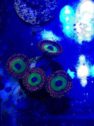 13187735_10153631450750665_659576554_n.jpg