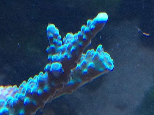 image.jpeg (35.23 KiB) Vist 3052 gange Den kommer igen :-)