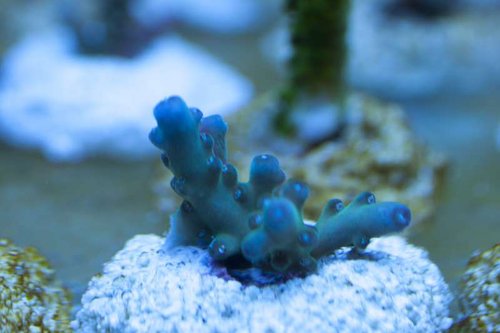 Granulosa?