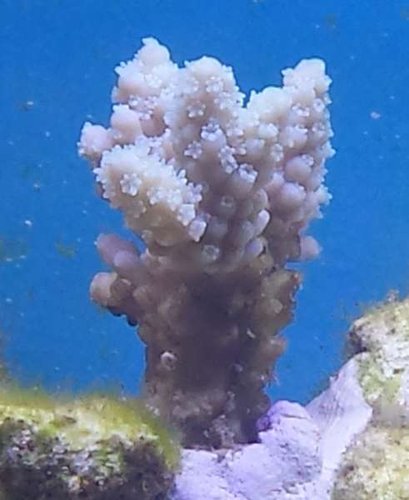 Gammel kending frag 1
