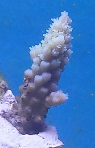 Gammel kending frag 3