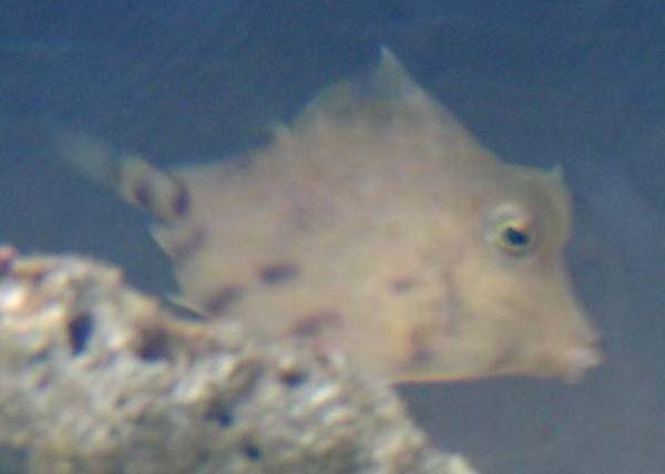 Fisk1.JPG