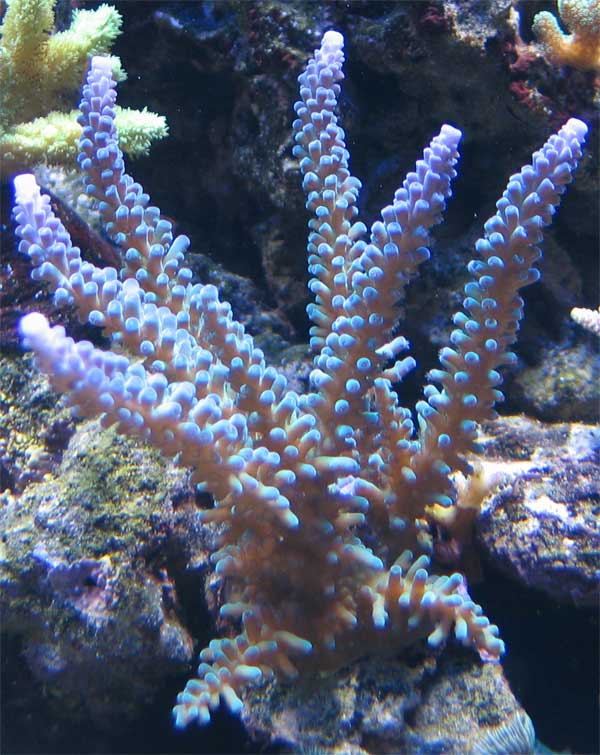acropora.jpg