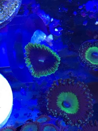 13695954_10153764611550665_2054287541_n.jpg (25.7 KiB) Vist 6333 gange PZ Joker og Utter Chaos