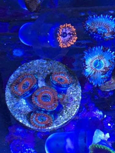 13650626_10153764611525665_1724009665_n.jpg (37.72 KiB) Vist 6333 gange Blue agave og Utter Chaos