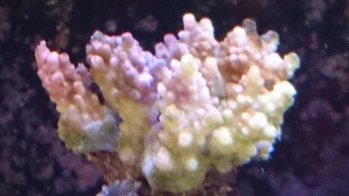 DSC_1016.jpg