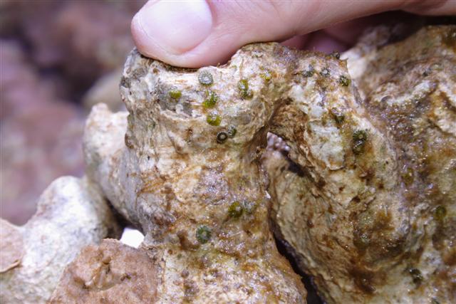 _MG_2796 (Small).JPG