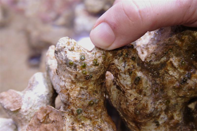 _MG_2795 (Medium).JPG