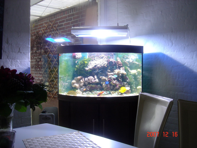 Billede af mit 1. akvarie på 190 l.
