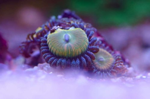DSC_0486.jpg