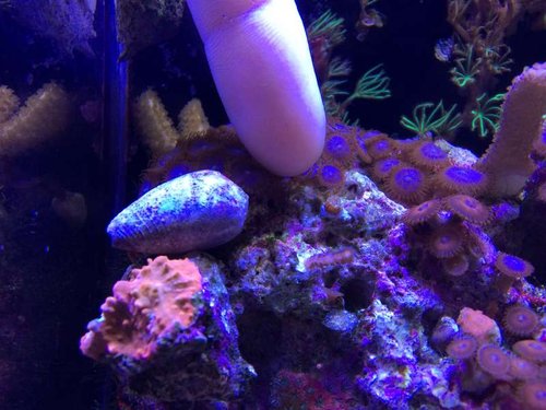 Mini frag