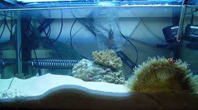 anemone 1.jpg