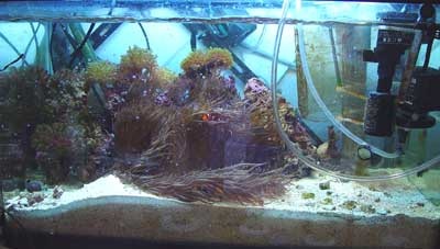 anemone 2.jpg