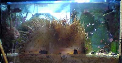 anemone 3.jpg