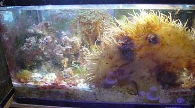 anemone 4.jpg