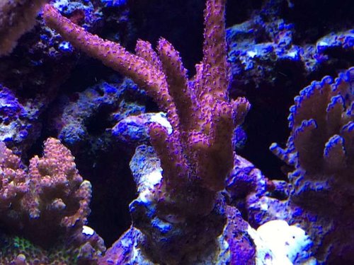 Acropora red planet.