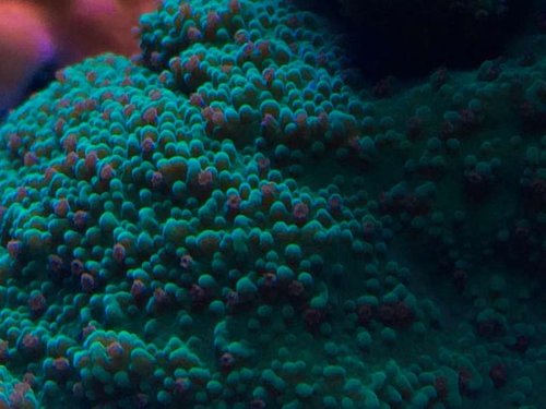 Montipora seasons greetings.