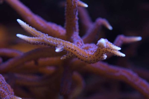 DSC_0252.JPG