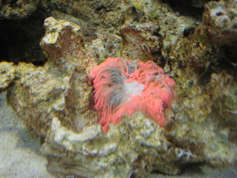 Sådan ser den ud...