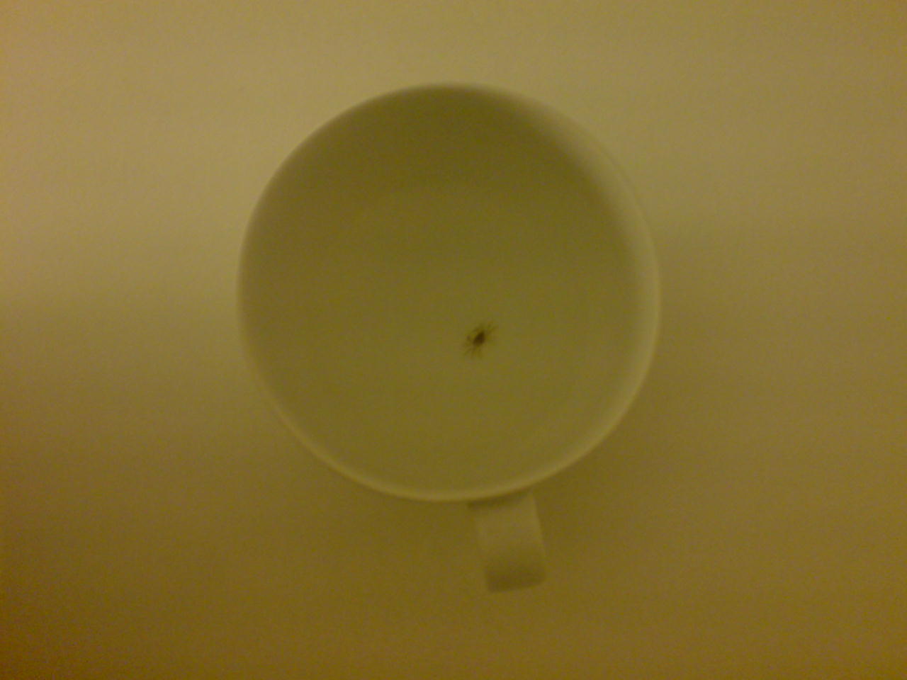 Den lille krabbe.. Størrelsesforholdet ses da den er i en std kaffekop..