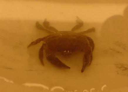 Den store krabbe.. Røde øjne og noget der kunne minde om røde pletter på skjoldet.. Ca. 1,5cm over skjoldet..