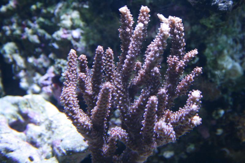 Acropora men hvilken ???