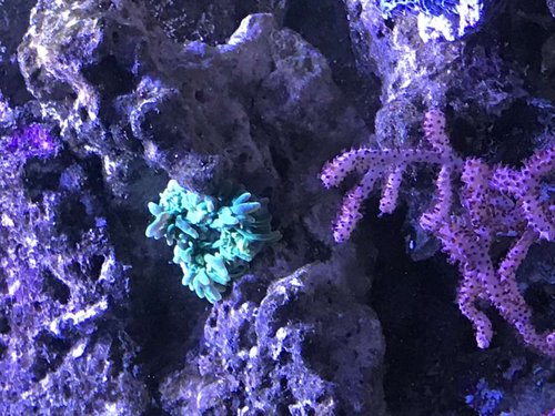 Den grønne "friske"