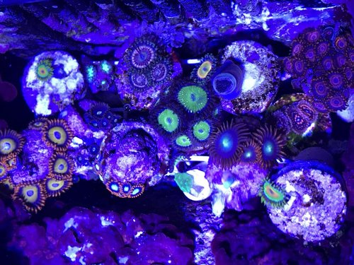 Mere zoa