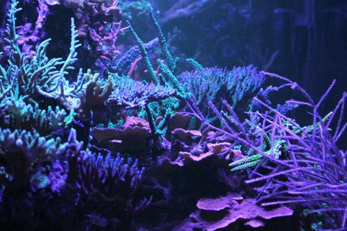 IMG_0493.JPG