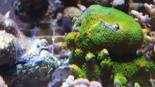 Sunset med kalkrørorme.jpg (71 KiB) Vist 1841 gange M. "sunset" med kalkrørorme. De vokser flere steder på korallen og ligner grene. Da "sunset" normalt ikke har grenet vækst, så er mit gæt at det er rørormene der encrustes hen over/langs ad. På flere af grenene kan man se hullet for enden, hvor den sender nettet ud, typisk ved aftenstide.