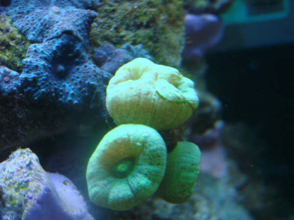 Caulastrea.JPG