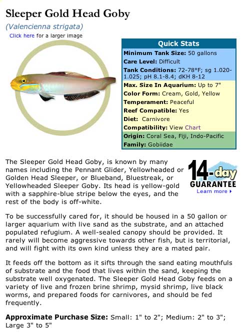 Gold-head-Goby.jpg
