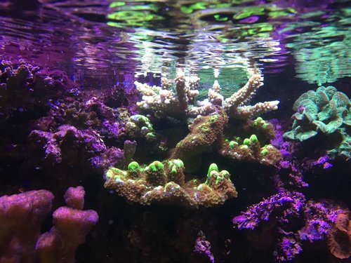 IMG_1321.JPG