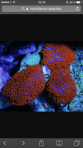 IMG_2058.PNG (315.47 KiB) Vist 2990 gange ligner den her, bare tættere polyp placering