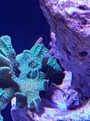fandt disse lyserøde snegle på mine grønne koral