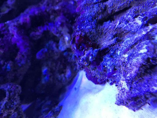 Knotten zoa