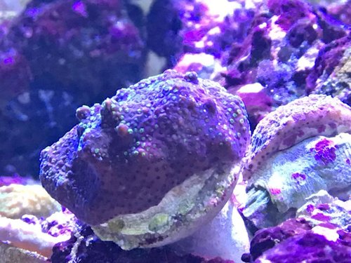 M. tuberculosa - Rainbow. Lidt sur efter fodring af fisk..