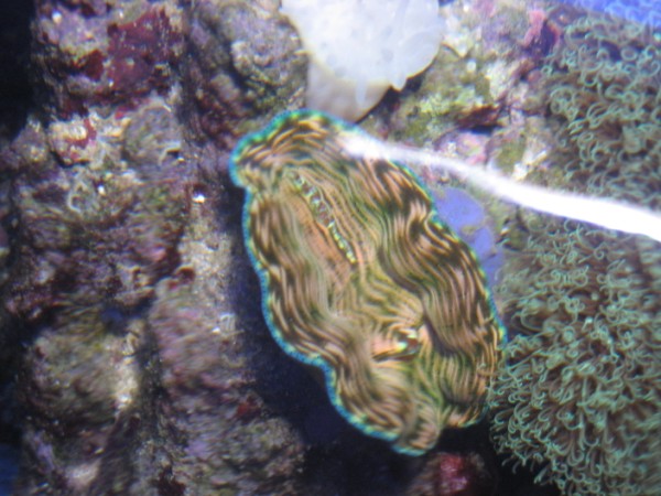 IMG_0805 (600 x 450).jpg